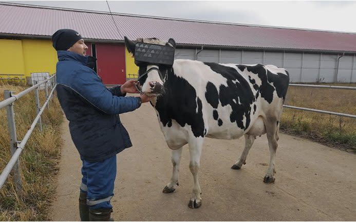 A Russian dairy farm has strapped virtual reality headsets to its cows in an experiment to 