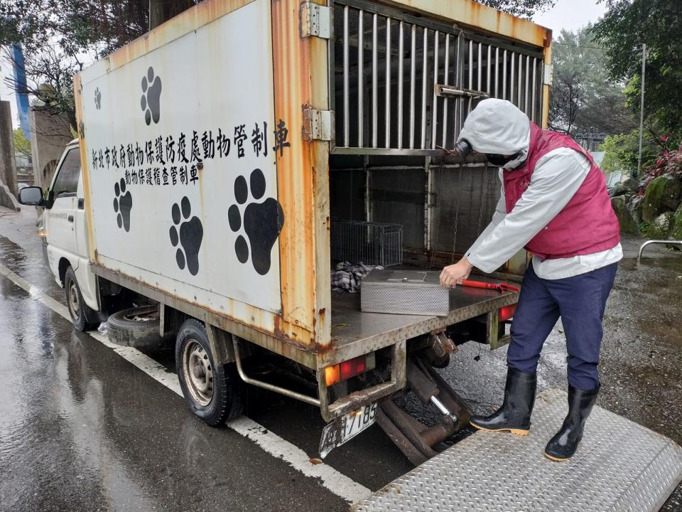 動保員將紅斑蛇移除帶至深山林地野放。（新北動保處提供）