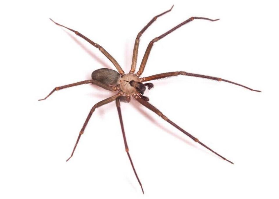 Brown recluse spiders are found in Kentucky, but serious bite from the creature is rare, experts say.