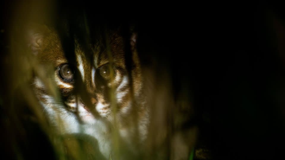 At a flat end a cat is photographed at night, near the Kinabatangan River in Sabah, Borneo.  - Sebastian Kennerknecht/Panthera