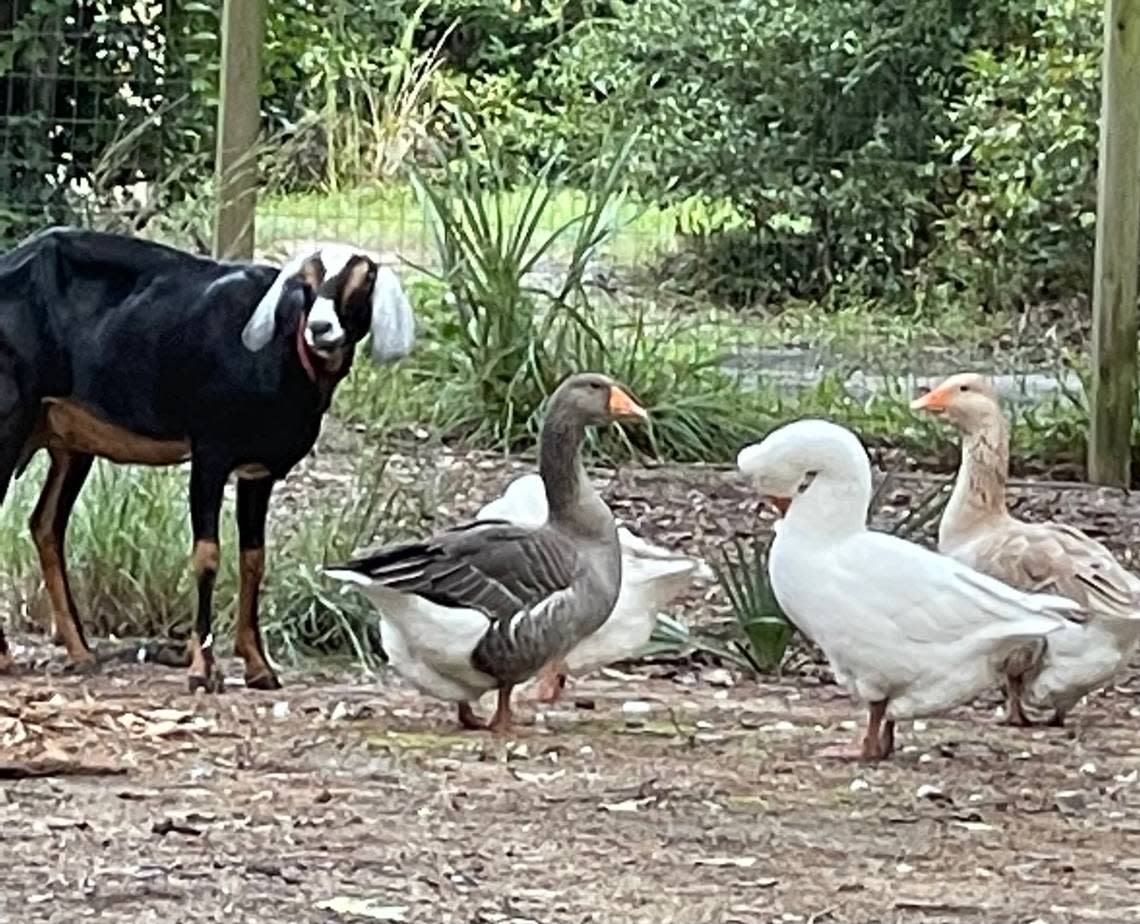 Ducks, geese and chickens had to be euthanized after the flock was hit with a strain of avian flu.