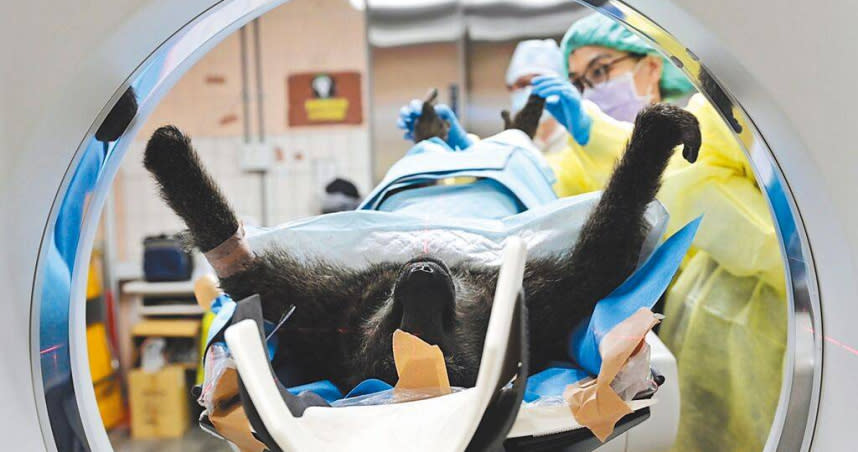 桃園市政府27日捕獲的狒狒遭槍擊死亡，狒狒屍體28日上午送抵台北市立動物園檢驗傷勢、判斷物種。（圖／農委會林務局提供）