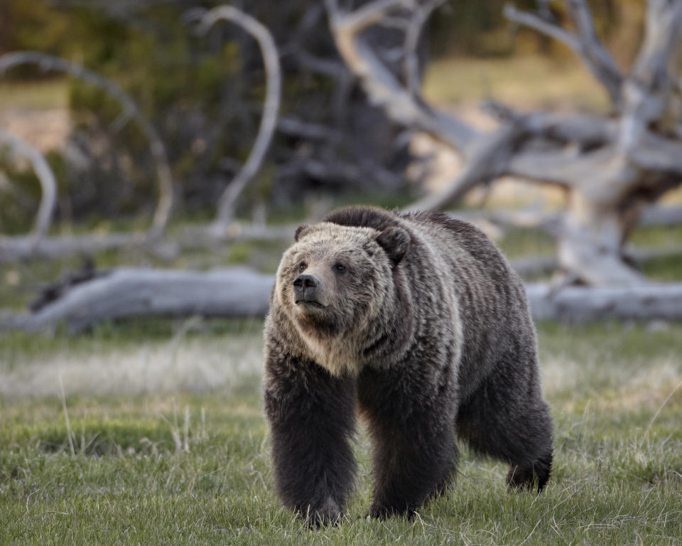 A grizzly bear walks in Yellowstone National Park, in Wyoming. 