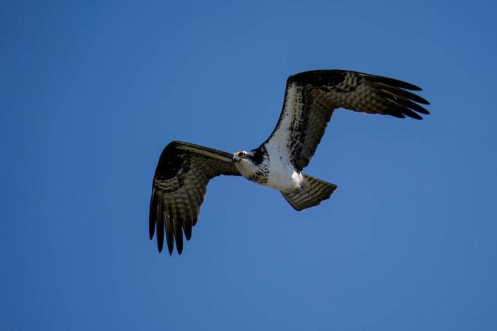 یک ماهی‌ماهی در 29 مارس 2022 بر فراز خلیج چساپیک در پاسادنا، Md. Ospreys دارای سرهای سفید و نوار قهوه‌ای است که از چشمان زرد آنها عبور می‌کند.  مقامات حیات وحش گفتند که آنها در نزدیکی توده های آبی پیدا شده اند.