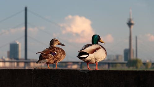 <span class="caption">'Today, the pond. Tomorrow, the world!'</span> <span class="attribution"><a class="link " href="https://unsplash.com/photos/fiPnthzHOdc" rel="nofollow noopener" target="_blank" data-ylk="slk:Patrick Robert Doyle/Unsplash;elm:context_link;itc:0;sec:content-canvas">Patrick Robert Doyle/Unsplash</a>, <a class="link " href="http://creativecommons.org/licenses/by-sa/4.0/" rel="nofollow noopener" target="_blank" data-ylk="slk:CC BY-SA;elm:context_link;itc:0;sec:content-canvas">CC BY-SA</a></span>