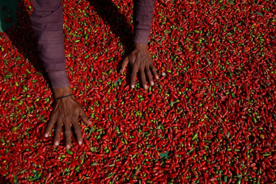 Red chilli peppers are spread out to dry (Reuters)