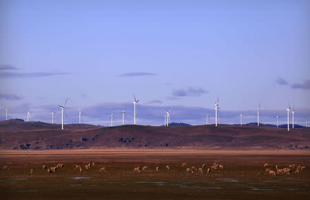 Sheep graze in front of wind turbines that are part of the Infigen Energy's Capital Windfarm located on the hills surrounding Lake George, near the Australian capital city of Canberra, Australia, July 17, 2015. REUTERS/David Gray