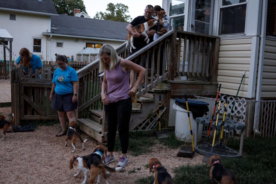 Volunteers with Homeward Trails Animal Rescue play with Beagles from the Envigo breeding and research facility in a play area at Homeward Trails on Aug. 7, 2022, in Fairfax, Virginia.