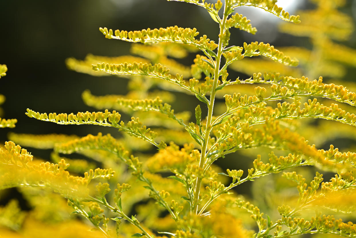 Tall goldenrod was found to have effects on the virus which causes COVID in lab-dish tests. (Getty)