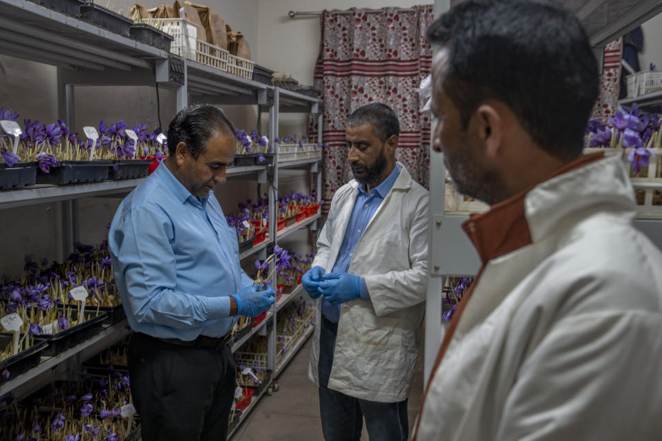 Dr Bashir Ahmad Elahi, left, head of Advance Research Station For Saffron & Seed Spices (ARSSSS) along with Dr Mudasir Hafiz Khan, center, check the quality of saffron inside the ARSSSS in Dussu, south of Srinagar, Indian controlled Kashmir, on Oct. 29, 2022. As climate change impacts the production of prized saffron in Indian-controlled Kashmir, scientists are shifting to a largely new technique for growing one of the world’s most expensive spices in the Himalayan region: indoor cultivation. (AP Photo/Dar Yasin)