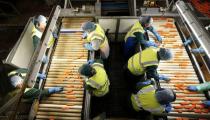 Workers sort Carrots at Poskitts farm in Goole, Britain May 23, 2016. REUTERS/Andrew Yates