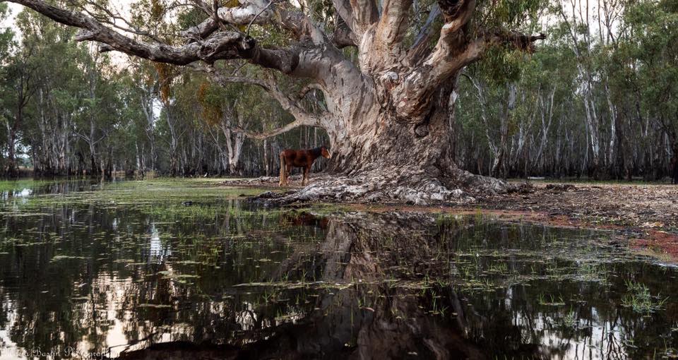A stranded horse in a flooded part of the Barmah national park. Source: Murray Willaton/Facebook 