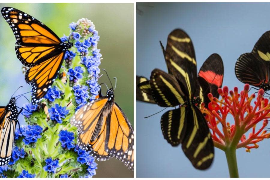 San Diego Zoo Safari Park le da la bienvenida a la primavera con una exhibición de mariposas monarca 