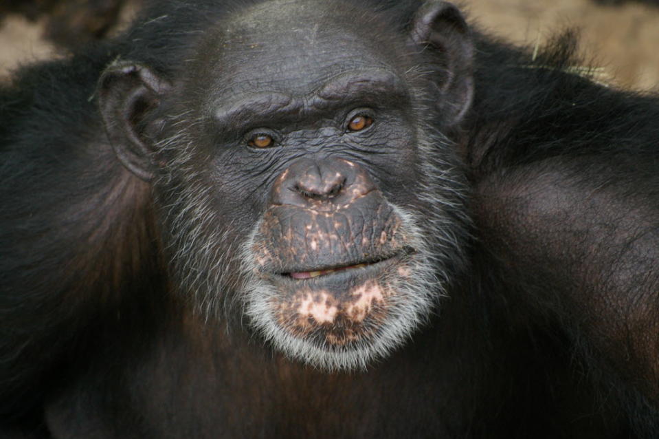 <div class="caption-credit"> Photo by: Chimp Haven</div><p> <b>Brent</b> <br> Brent is a playful chimpanzee who paints with his tongue. His caretakers say he is very attached to and protective of the sanctuary's oldest ape, Grandma. </p>