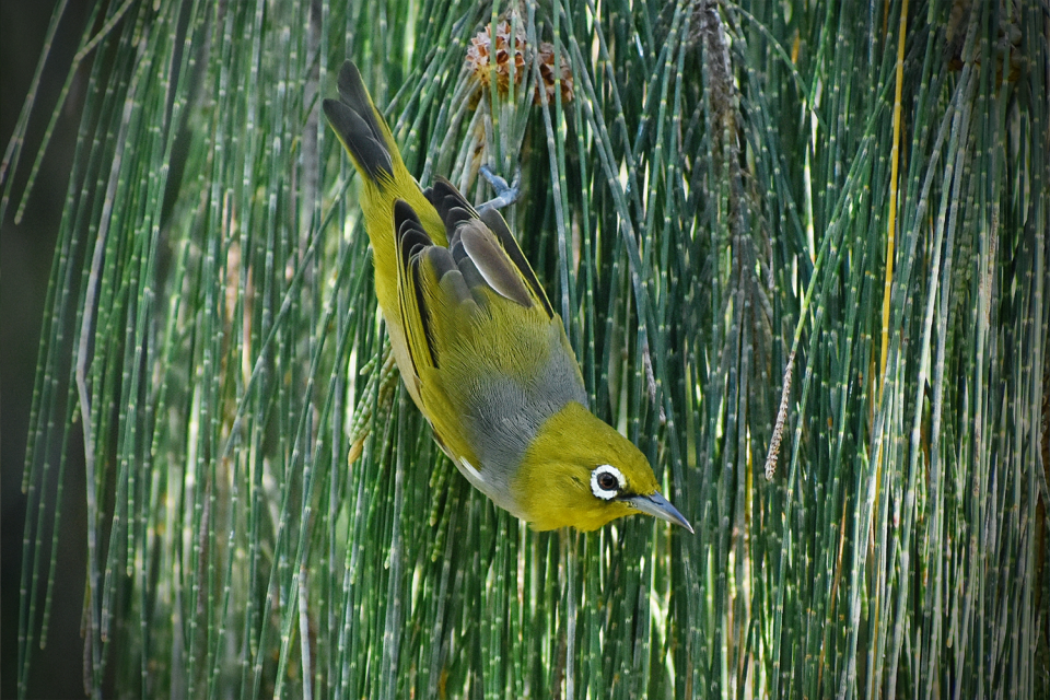 A Capricorn silvereye on Lady Elliot Island on a casuarina tree.