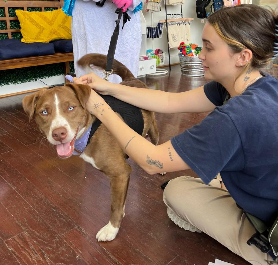 Ziggy, who has three legs, is given a bandana by handler Hannah Engleman at The Bark. “He has a three-legged Rottweiler friend,” says owner Hanna Harris.