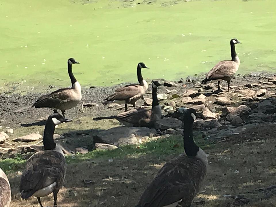 Geese, ducks and swans occupy the shallow ponds on the farm grounds.