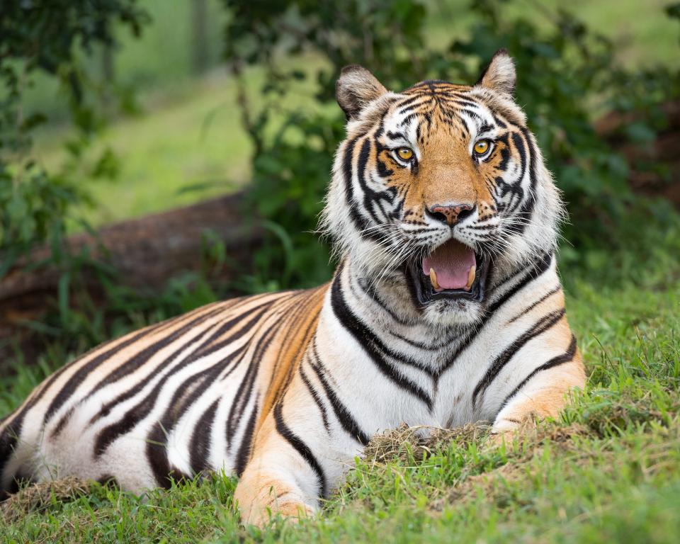 Turpentine Creek Wildlife Refuge cares for dozens of animals, including tigers, lions and bears.