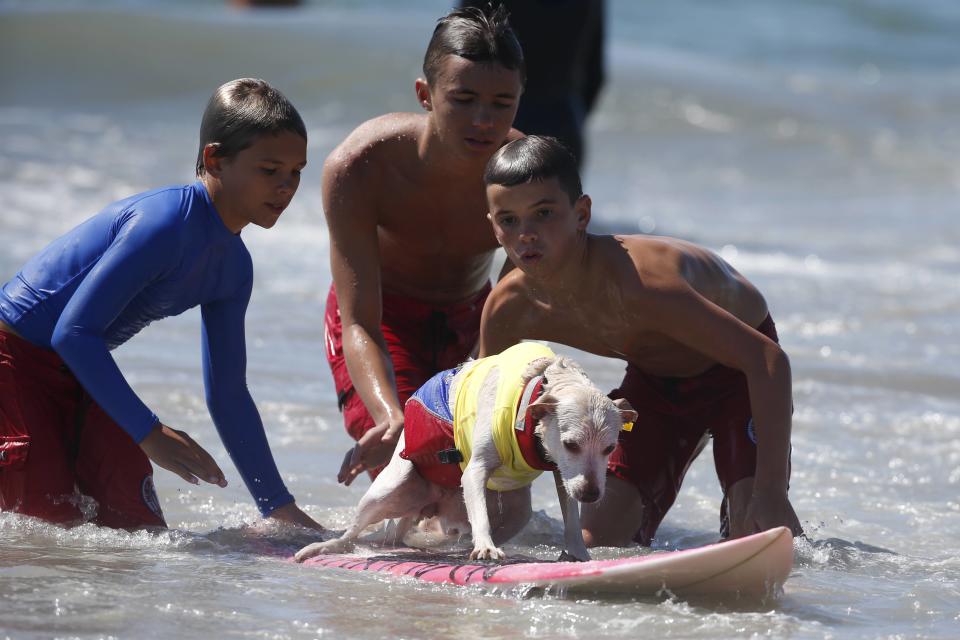 Junior lifeguards help a dog back onto its board during the Surf City Surf Dog Contest in Huntington Beach, California September 27, 2015. REUTERS/Lucy Nicholson