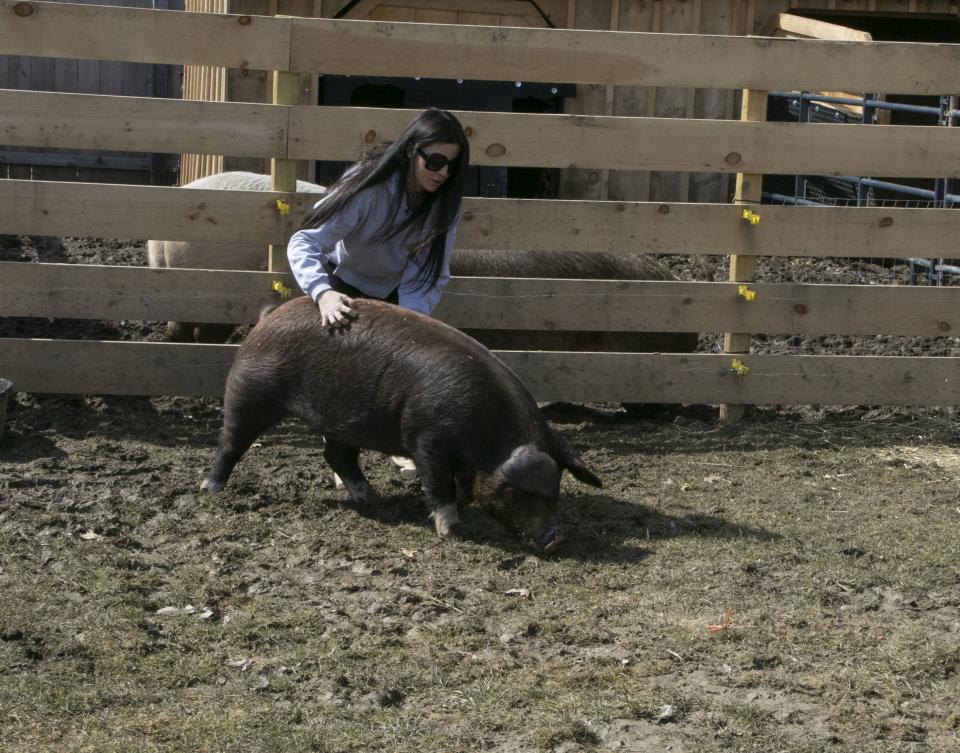 Abandoned Boston pig finds new home in NH