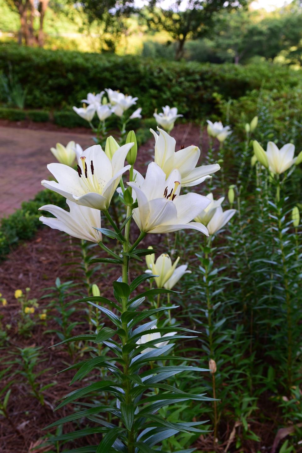 Asiatic lilies turn upward as the open.