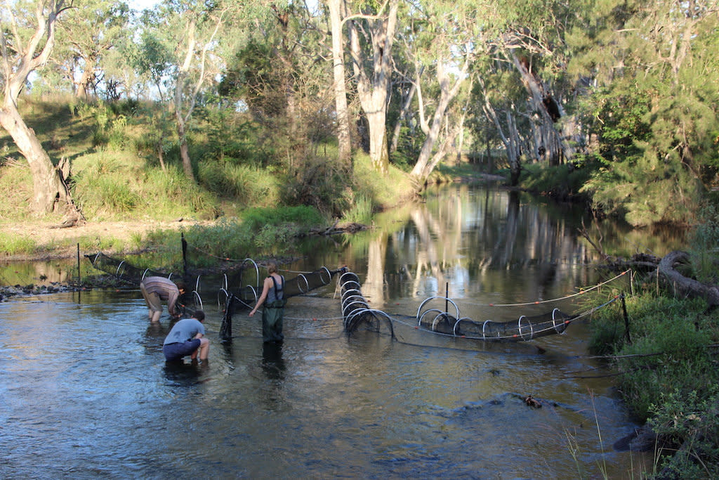 Duck-billed platypus are close rto extinction (Picture: SWNS)