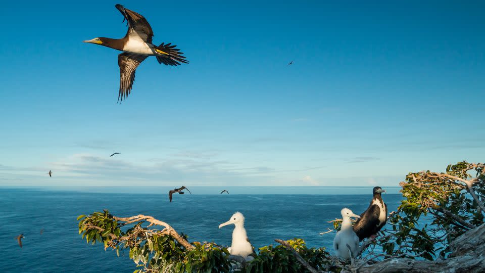 The small Caribbean island of Redonda has rebounded and become a haven for wildlife such as nesting seabirds. - Edward Marshall/Fauna & Flora