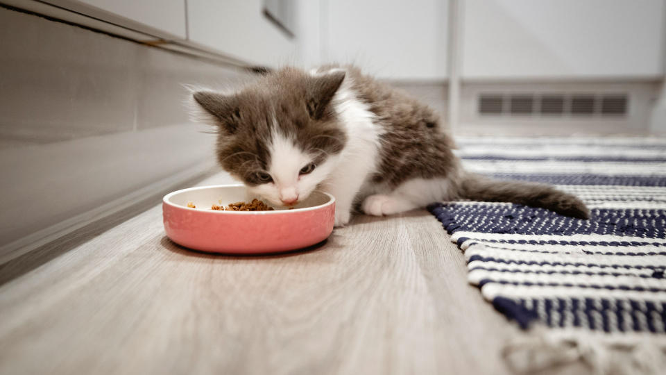 Kitten eating out of a bowl of food