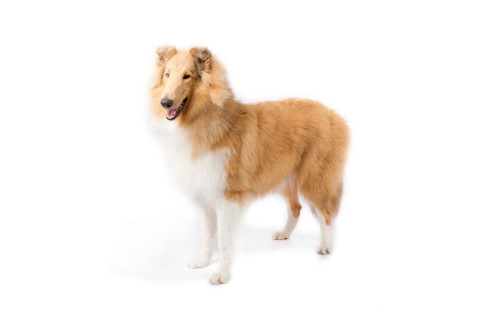 Collie (Courtesy of the AKC)