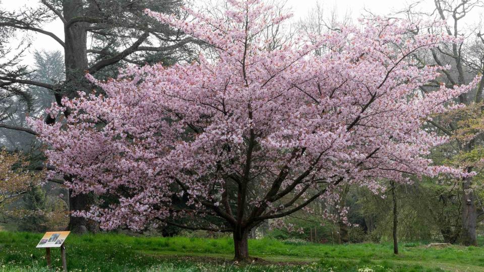 Japanese cherry blossom trees bloom early - Yahoo Sports