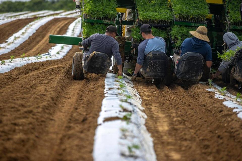 Hemp clones grown in a greenhouse are set in Owen County, Ky., on Thursday, June 22, 2023.