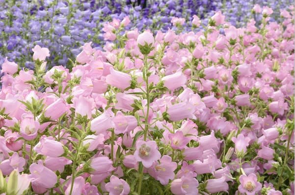 風鈴花正綻放 白粉藍紫花海春日必賞