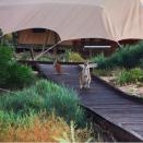 The couple wold have been immersed in Australian culture and might have even spotted a native animal or two.