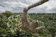 <p>Luciano musste den Ameisenbaum im geschützten Atlantik-Regenwald im südlichen Bahia, Brasilien, hinaufklettern, um ein Foto dieses dreizehigen Faultiers auf Augenhöhe zu machen. Faultiere fressen gerne die Blätter dieses Baums, deshalb kann man sie oft hoch oben im Laubwerk entdecken.<br> (Wildlife Photographer of the Year) </p>