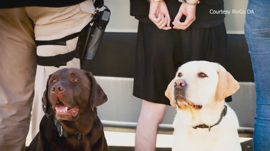 Chewie and Solo are electronic scent detection dogs with the Riverside County Child Exploitation Team that can sniff out anyone a variety of devices and tech that may hold potential evidence that police might need. (KTLA)