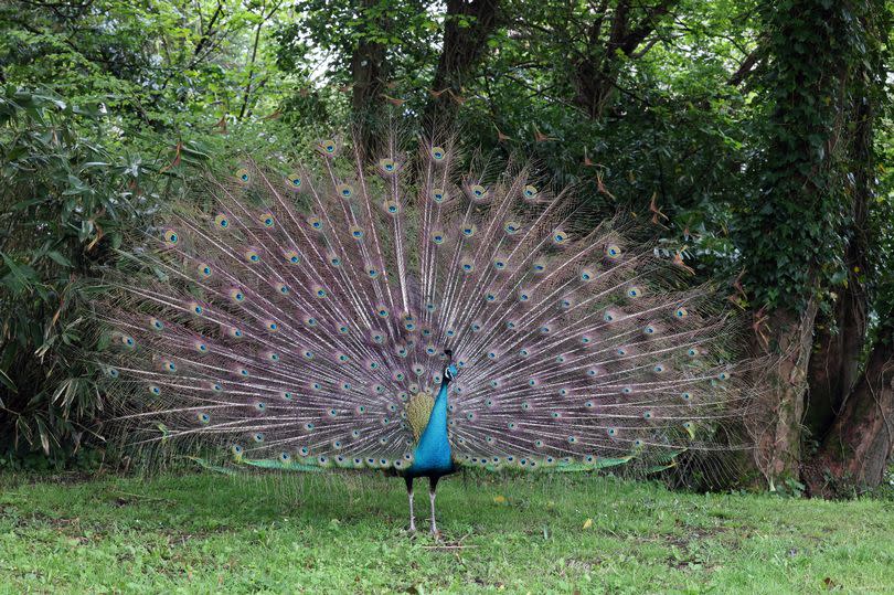 A peacock on full display in the village