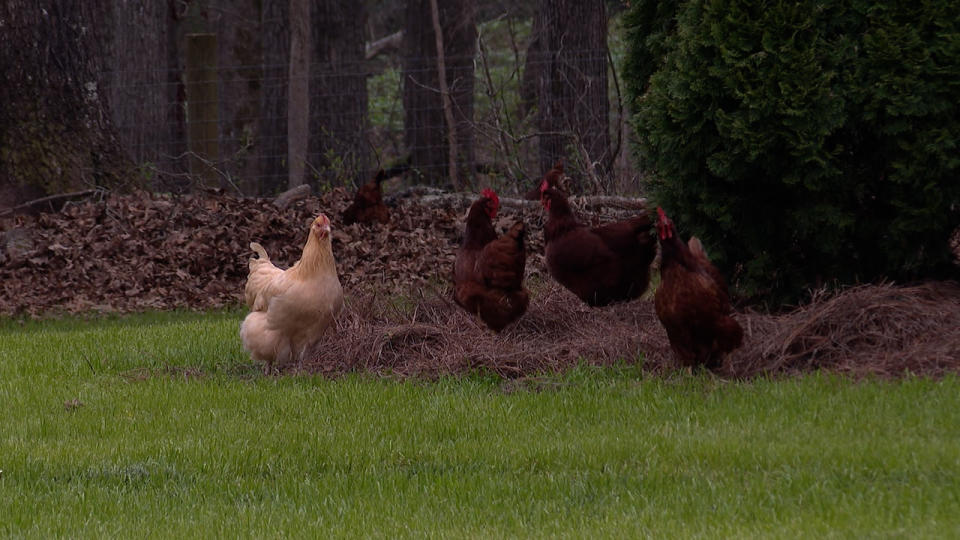 Chickens roam Eden Farms in Clover.