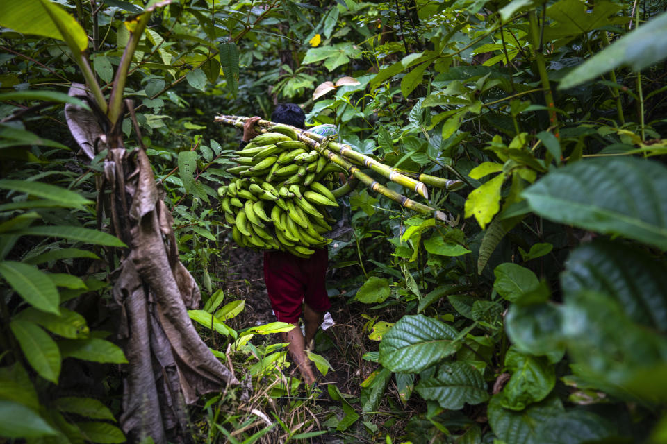 Maijuna Indigenous Jorge Machoa returns to his home after harvesting bananas for consumption and to market, in Sucusari, Peru, Thursday, May 30, 2024. A federal highway project in an untouched area of the Peruvian Amazon is facing mounting opposition from Indigenous tribes, including the Maijuna. (AP Photo/Rodrigo Abd)