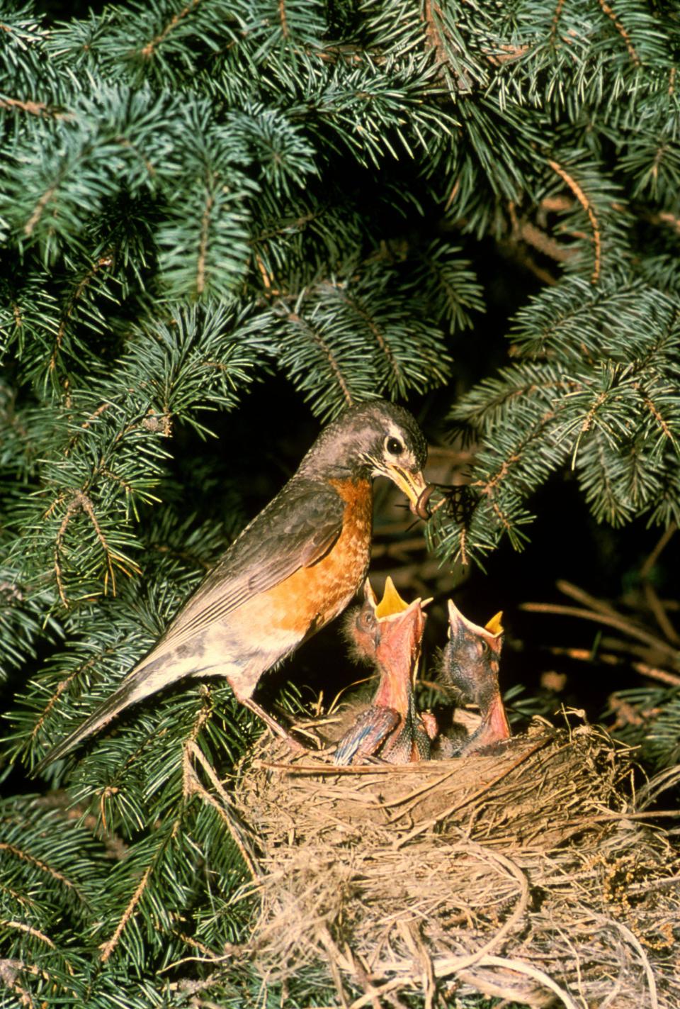 A mama robin feeds a worm to her chicks.