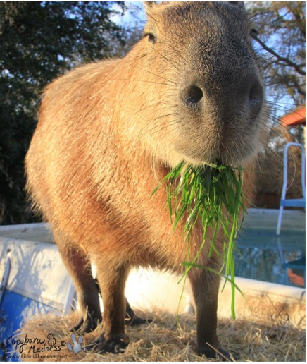 You probably will never have to mow the lawn again.