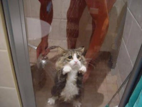 4. Don't wash your cat in the shower