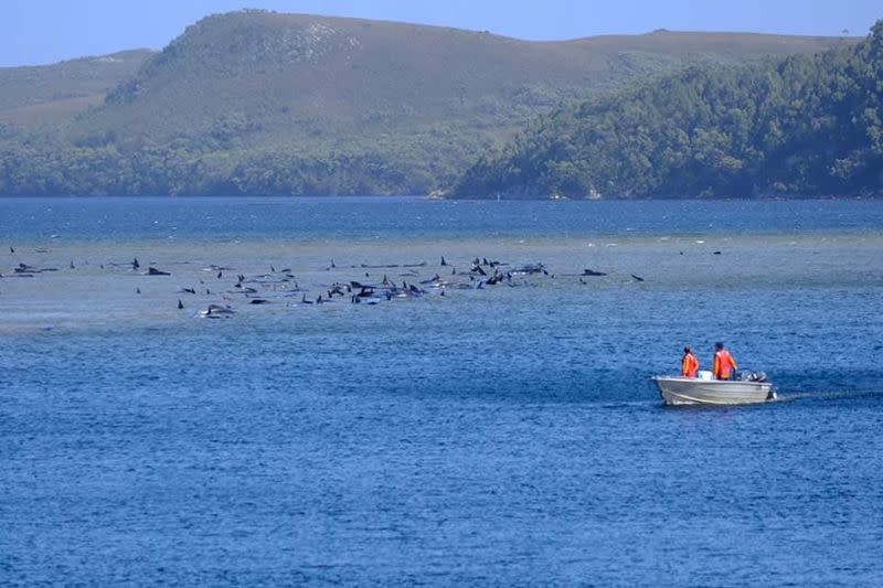 Stranded pilot whales are seen in Macquarie Heads