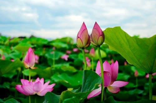 【賞花之旅】白河蓮花季，仲夏蓮香荷田田