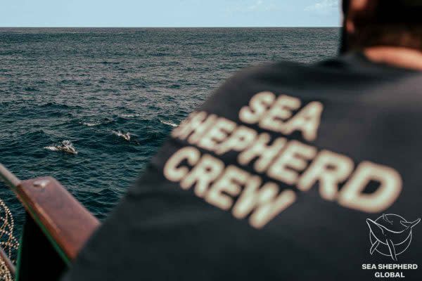 SeaShepherd-Vaquita-Marina-SanFelipe