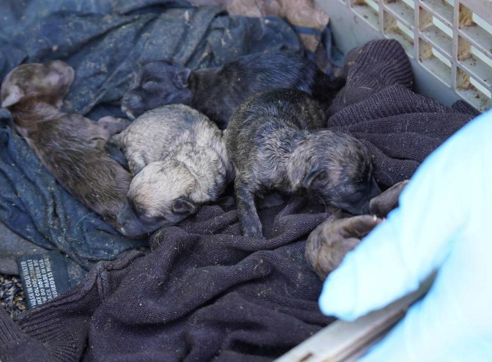 The Stanislaus Animal Services Agency posted on Facebook on Wednesday, March, 20, 2024, images of dogs rescued from a Ceres home the day before.