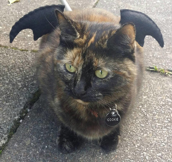 <a href="https://www.etsy.com/listing/549301764/bat-wings-cat-costume" target="_blank">Get it&nbsp;here</a>.&nbsp;