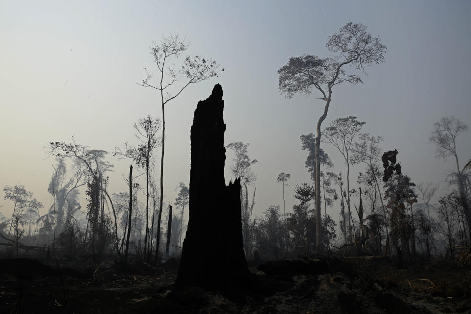 Charred trees stand after a forest fire in the Vila Nova Samuel region, along the road to the Jacunda National Forest near the city of Porto Velho, Rondonia state, part of Brazil's Amazon, Sunday, Aug. 25, 2019. Leaders of the Group of Seven nations said Sunday they were preparing to help Brazil fight the fires burning across the Amazon rainforest and repair the damage even as tens of thousands of soldiers were being deployed to fight the blazes that have caused global alarm. (AP Photo/Eraldo Peres)