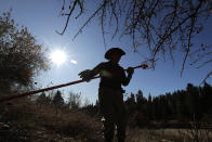 In this Oct. 29, 2019, photo, amateur botanist E.J. Brandt, of The Lost Apple Project, examines apples he picked from a tree in an orchard near Troy, Idaho. Brandt and fellow botanist David Benscoter have rediscovered at least 13 long-lost apple varieties in homestead orchards, remote canyons and windswept fields in eastern Washington and northern Idaho that had previously been thought to be extinct. (AP Photo/Ted S. Warren)