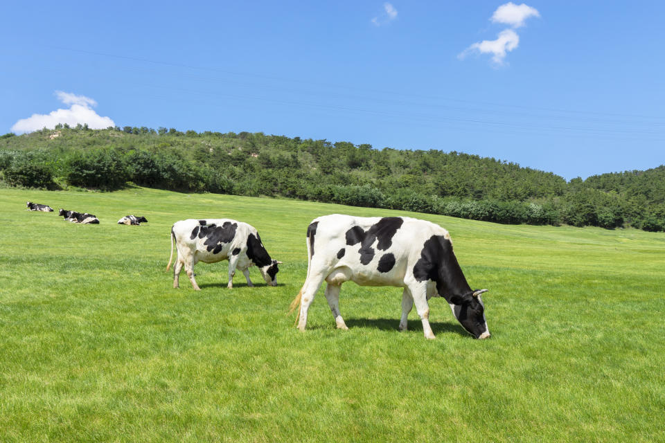 Cows grazing in a green field with hills in the background, under a clear sky. Perfect for pastoral travel themes