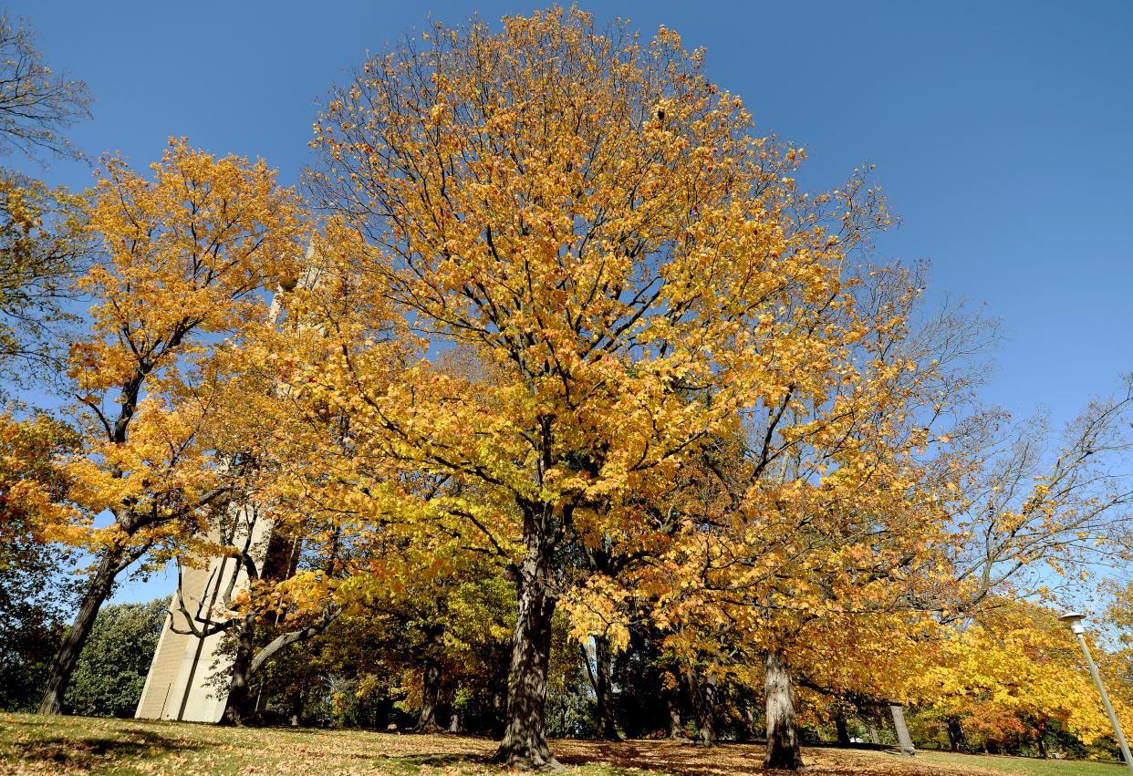 Leaves of yellow and red on the some of the trees in Washington Park in Springfield Monday, Oct. 23, 2023.
